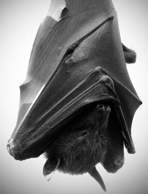 bat
