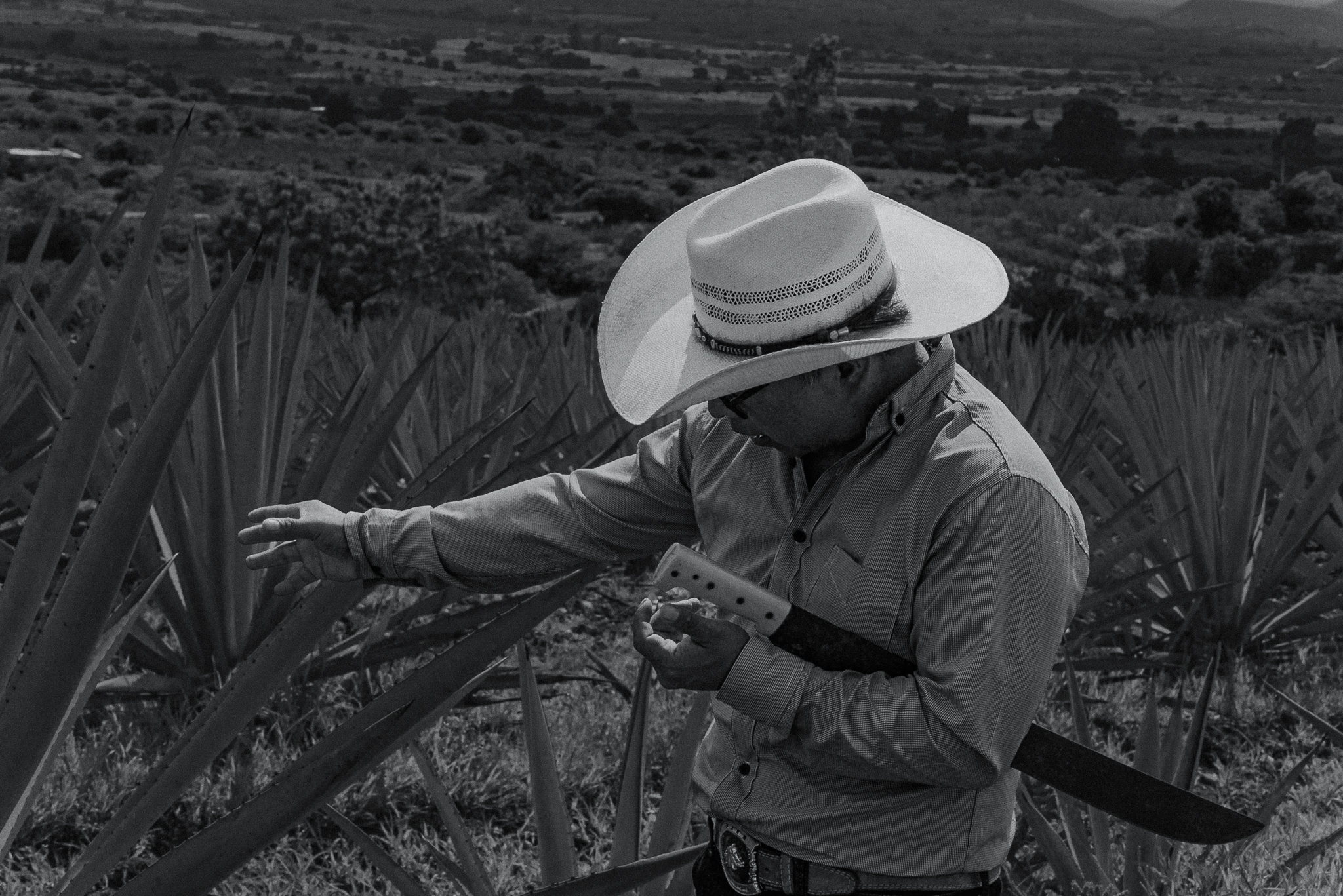 harvesting process