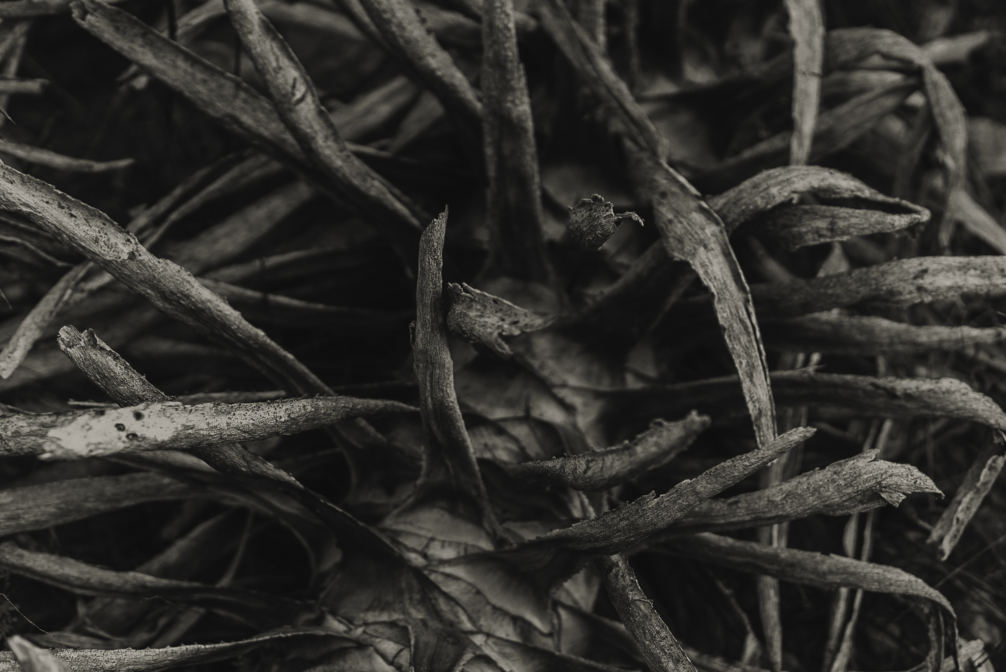 agave piñas
